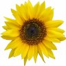Tournesol
